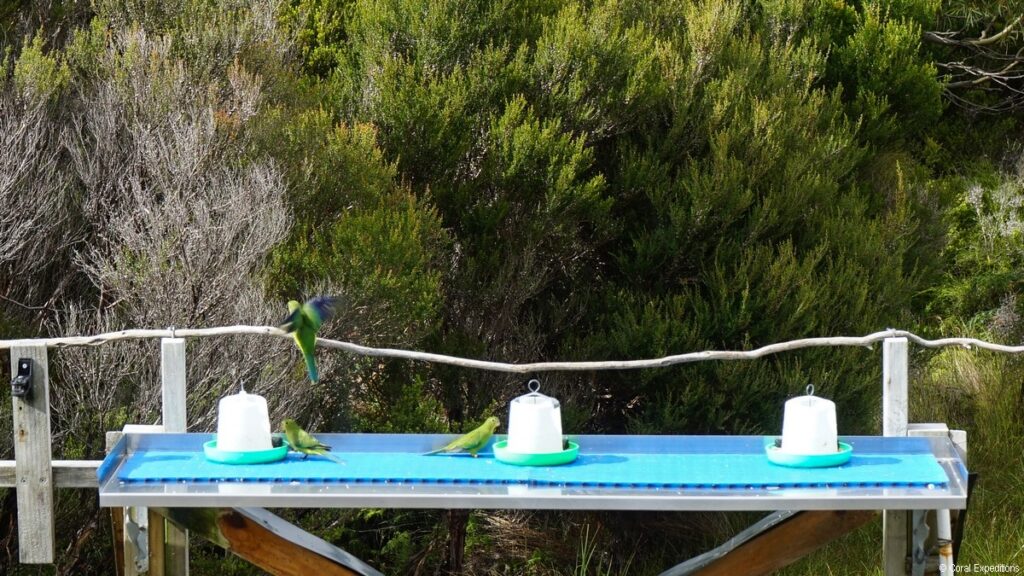 Orange bellied parrots