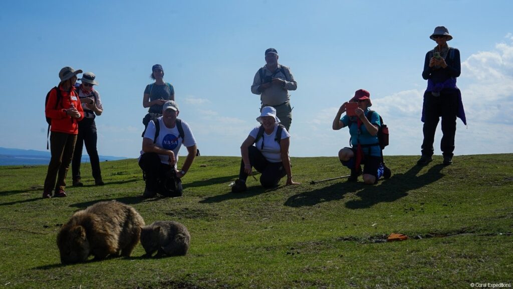 Wombats at Maria Island