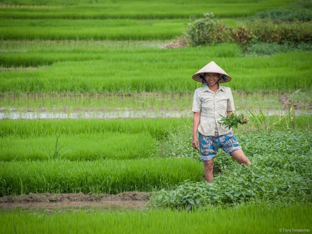 Farmer in the fields