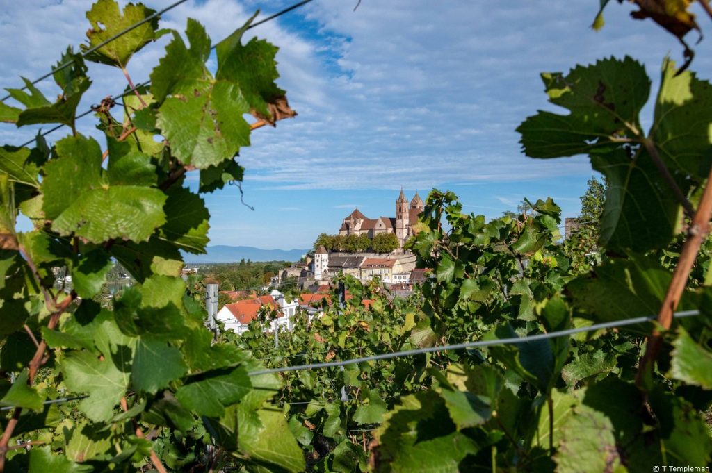 Hiking through a vineyards in Germany on our Avalon Waterways Rhine River Cruise