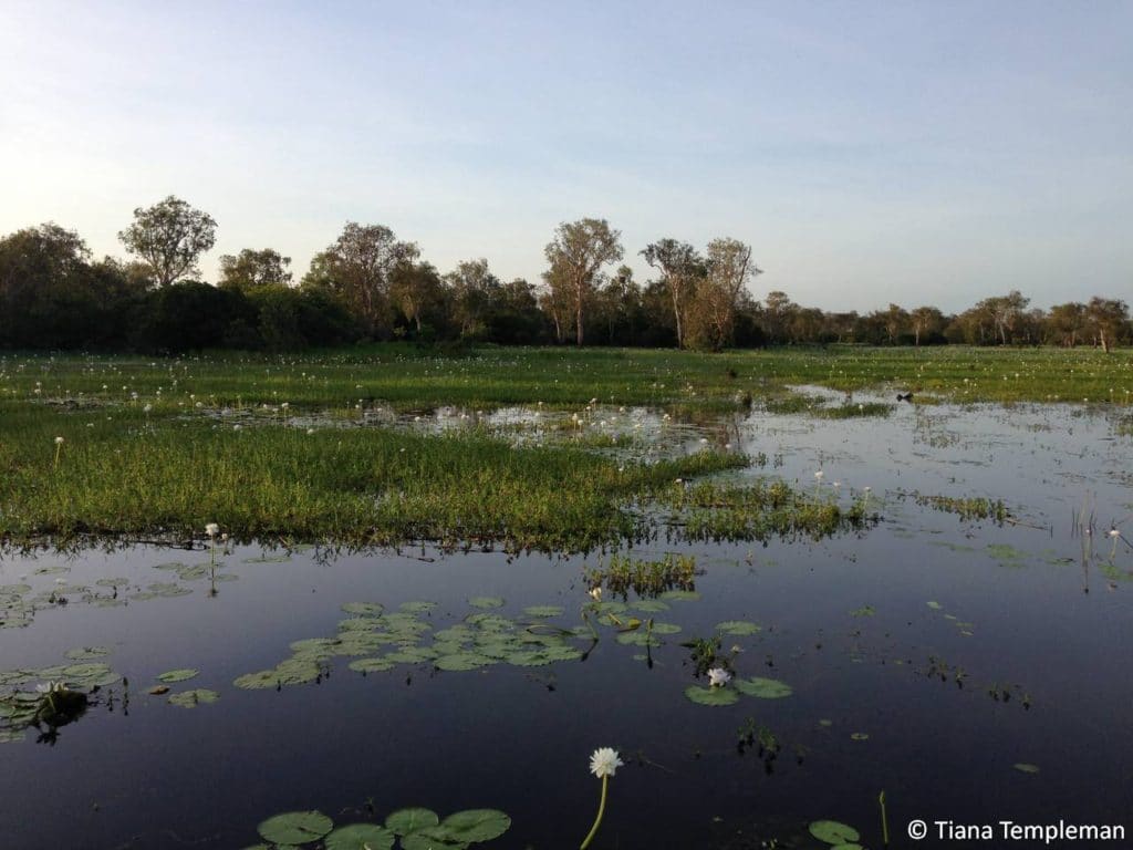 Yellow_Water_Cruises; Tiana_Templeman