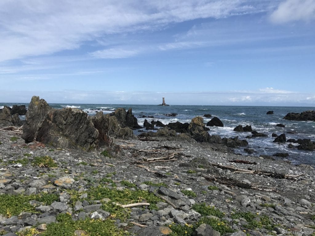 Seal Coast Safari Wellington