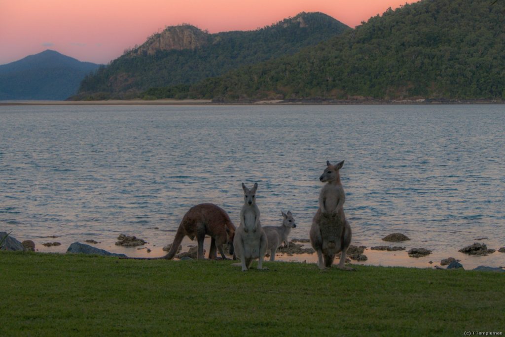 Daydream Island residence
