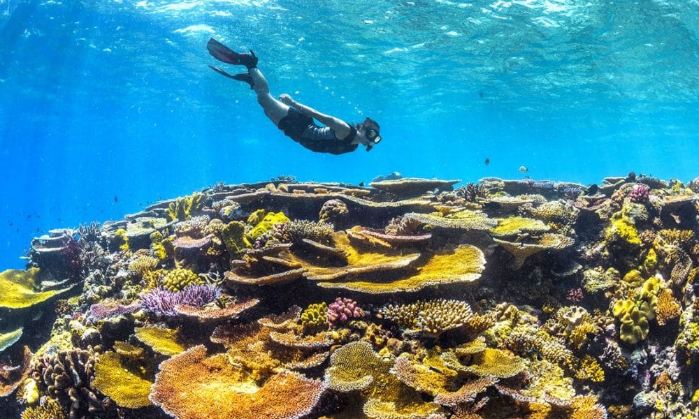 Conflict Islands Snorkel Tour