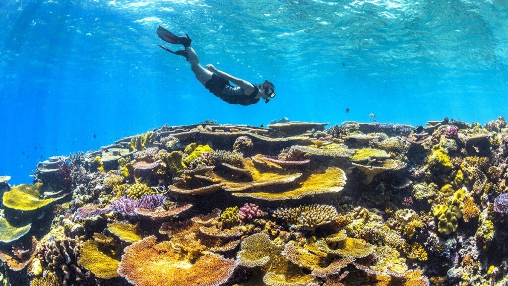 Conflict Islands Snorkel Tour
