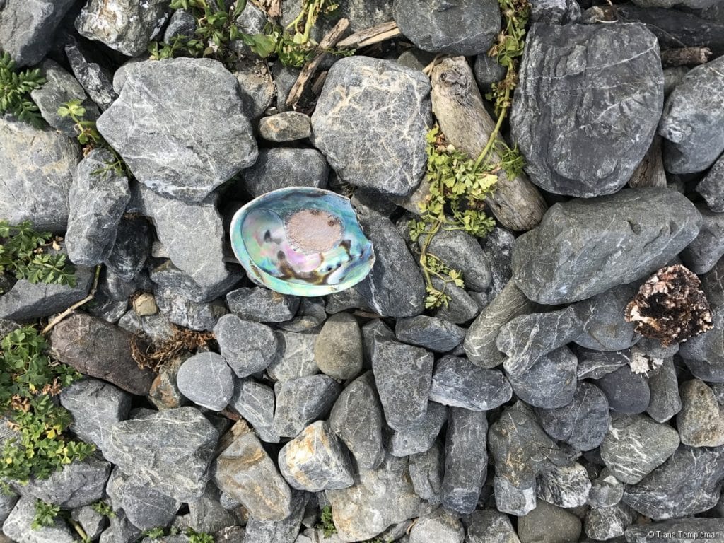 Seal Coast Safari Wellington