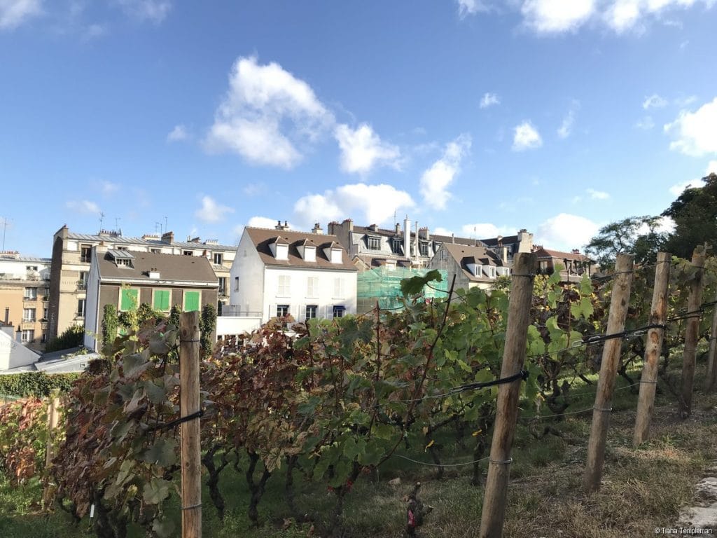 Paris vineyard