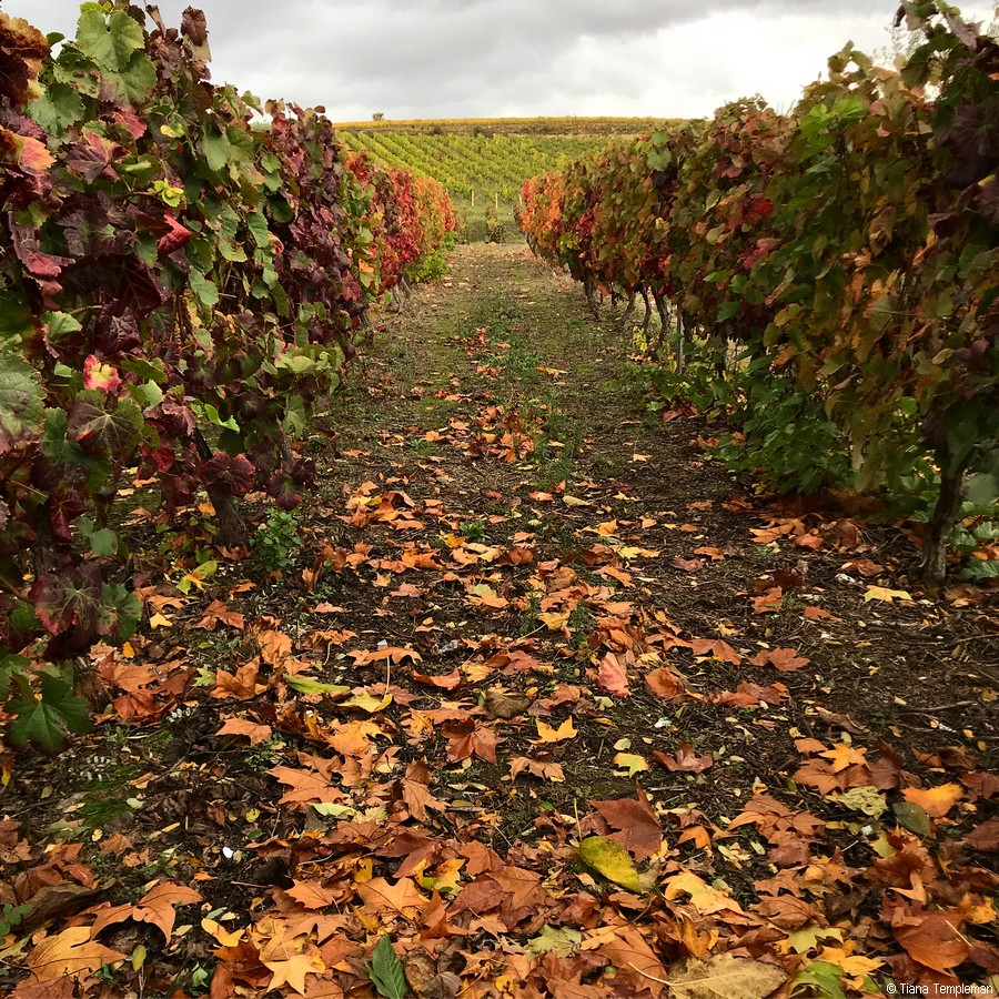 vineyard in Portugal