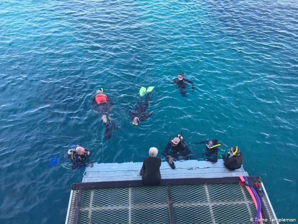 Coral Expeditions Great Barrier Reef cruise diving