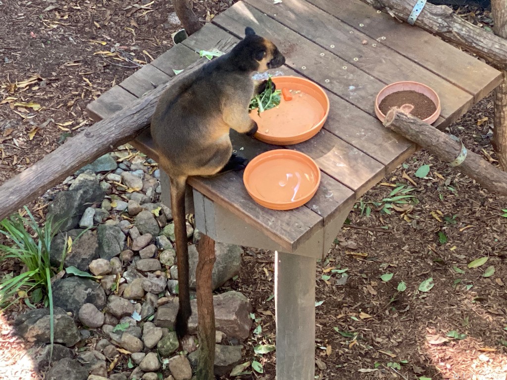 Tree kangaroo at Currumbin Wildlife Sanctuary