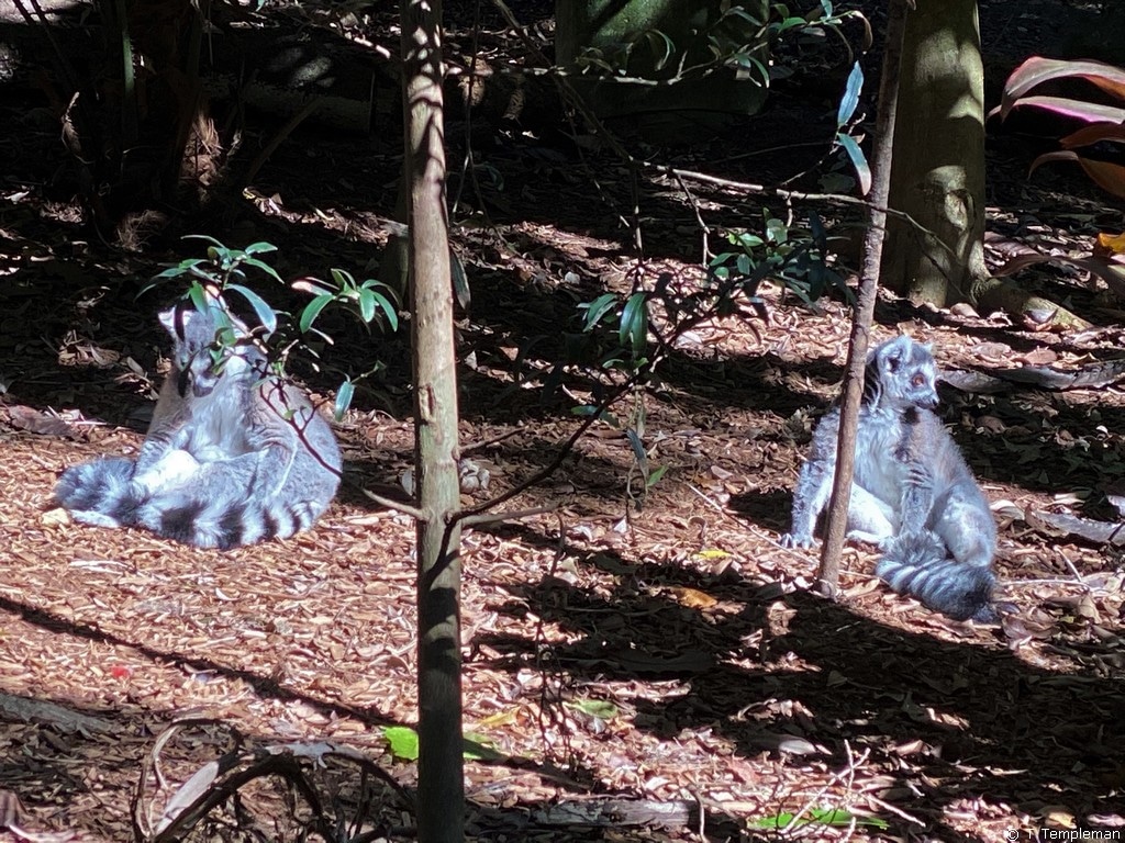 Lemurs soaking up the sun