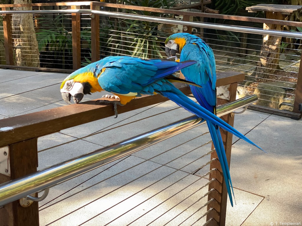 Blue & gold macaws from South America