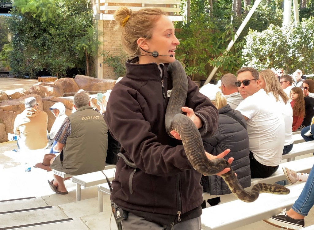 Big Fang Theory show