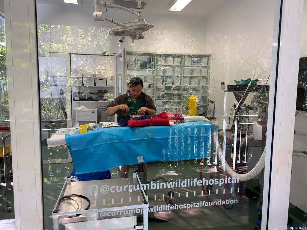 Currumbin Wildlife Hospital
