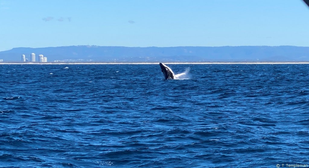 Whale watching on the Gold Coast