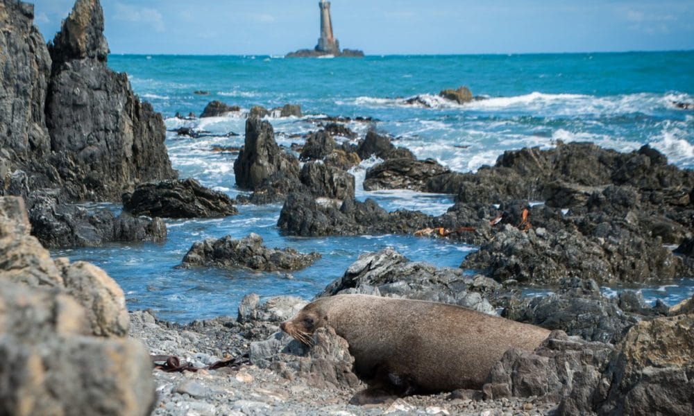 Seals in Wellington