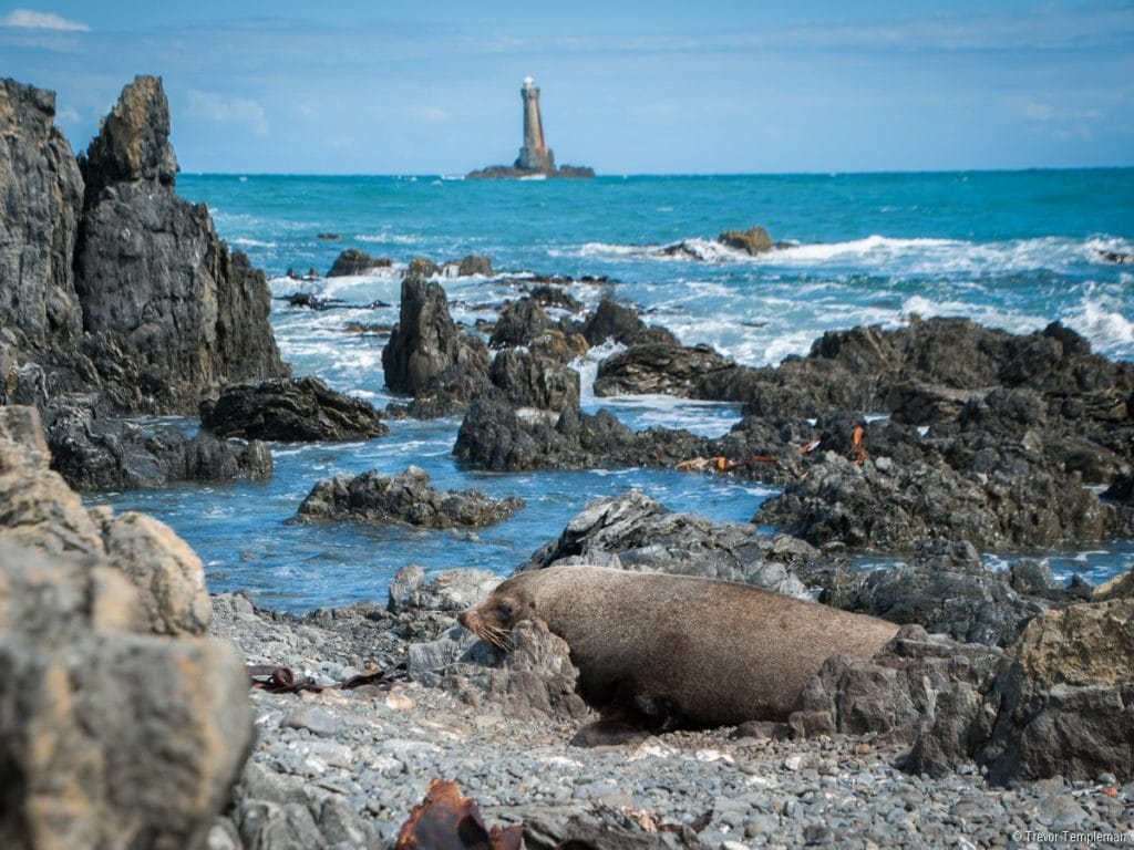 Seals in Wellington