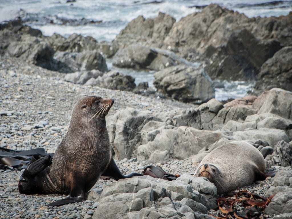 Seal Coast Safari Wellington