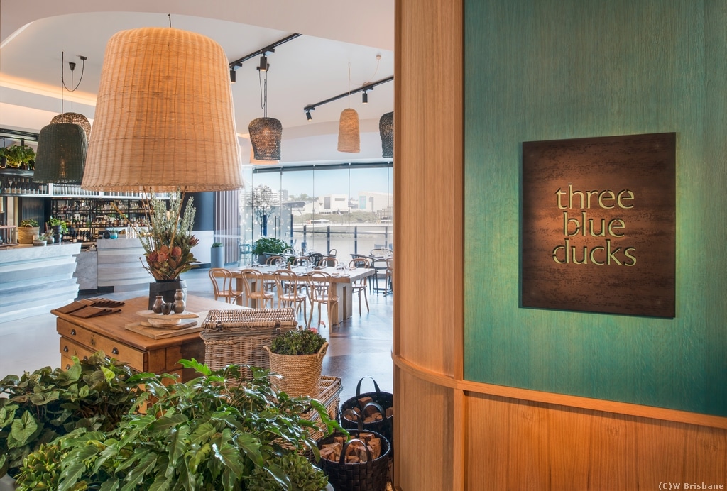 Tree Blue Ducks W Brisbane