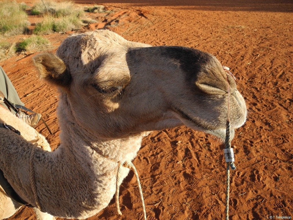 Camel