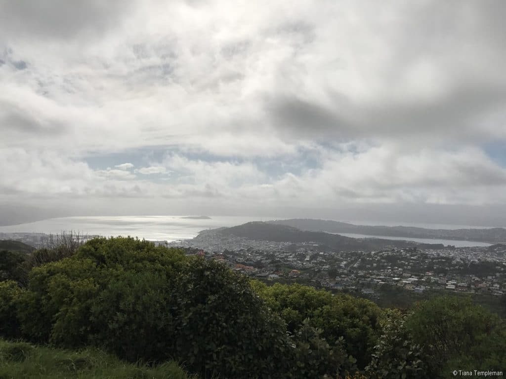 Seal Coast Safari Wellington