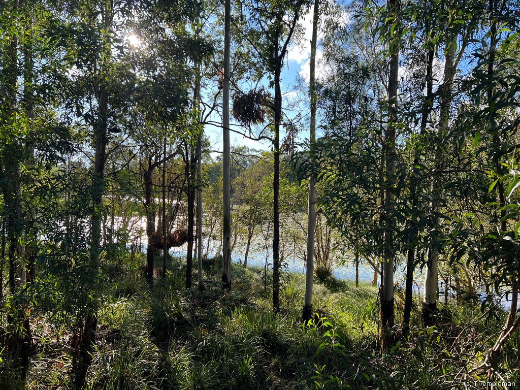 View from our glamping tent at Sirromet