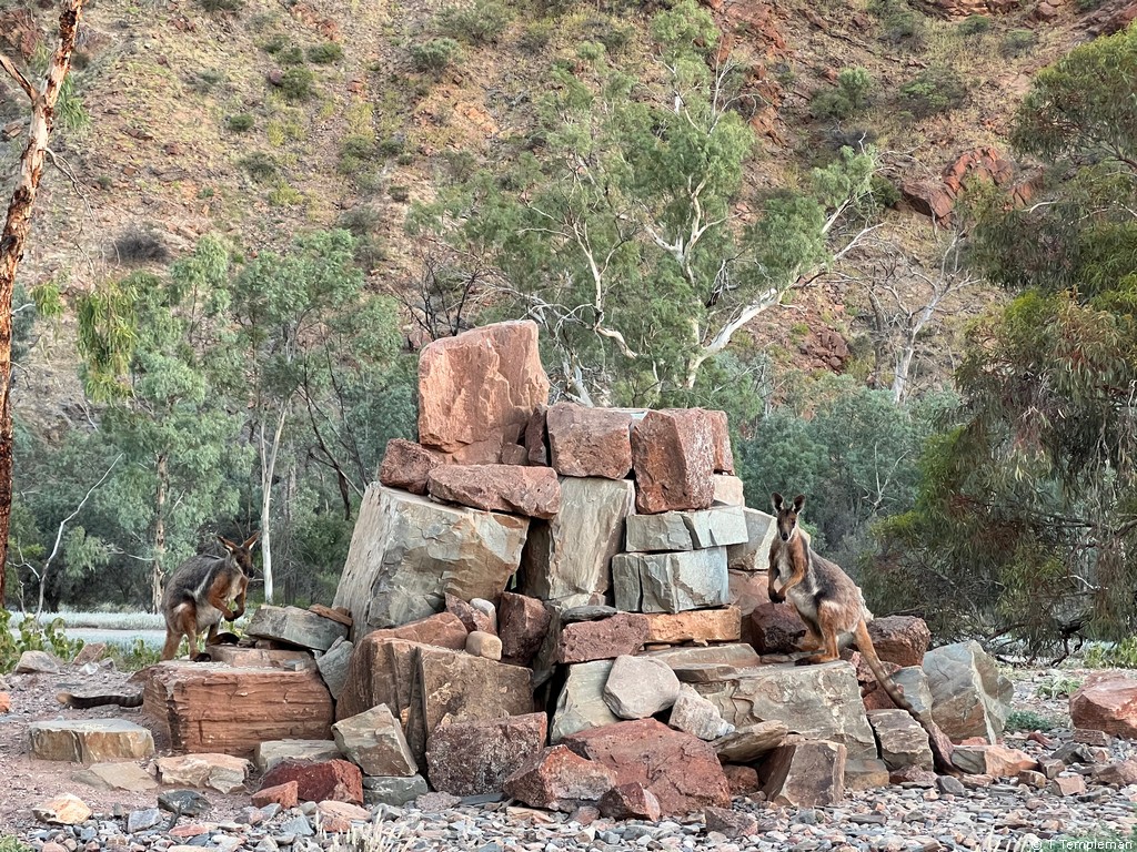 Wallabies at Arkaroola Wilderness Sanctuary